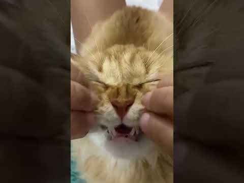 #cheetoourfatcat#awesome#shortsvideoviral