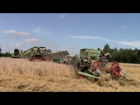 Roggendreschen mit Claas-Oldies