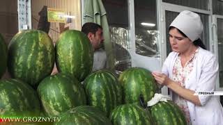 В Шелковском районе собирают урожай бахчевых