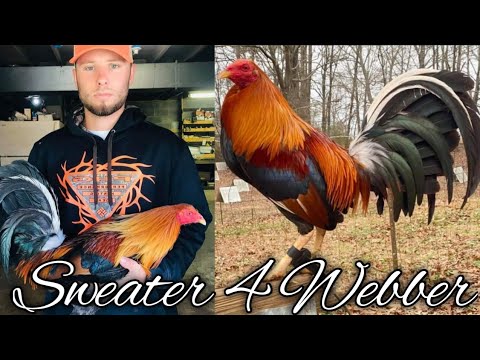Sweater 4 Webber SLICK LIZARD FARM - Connor Adkins