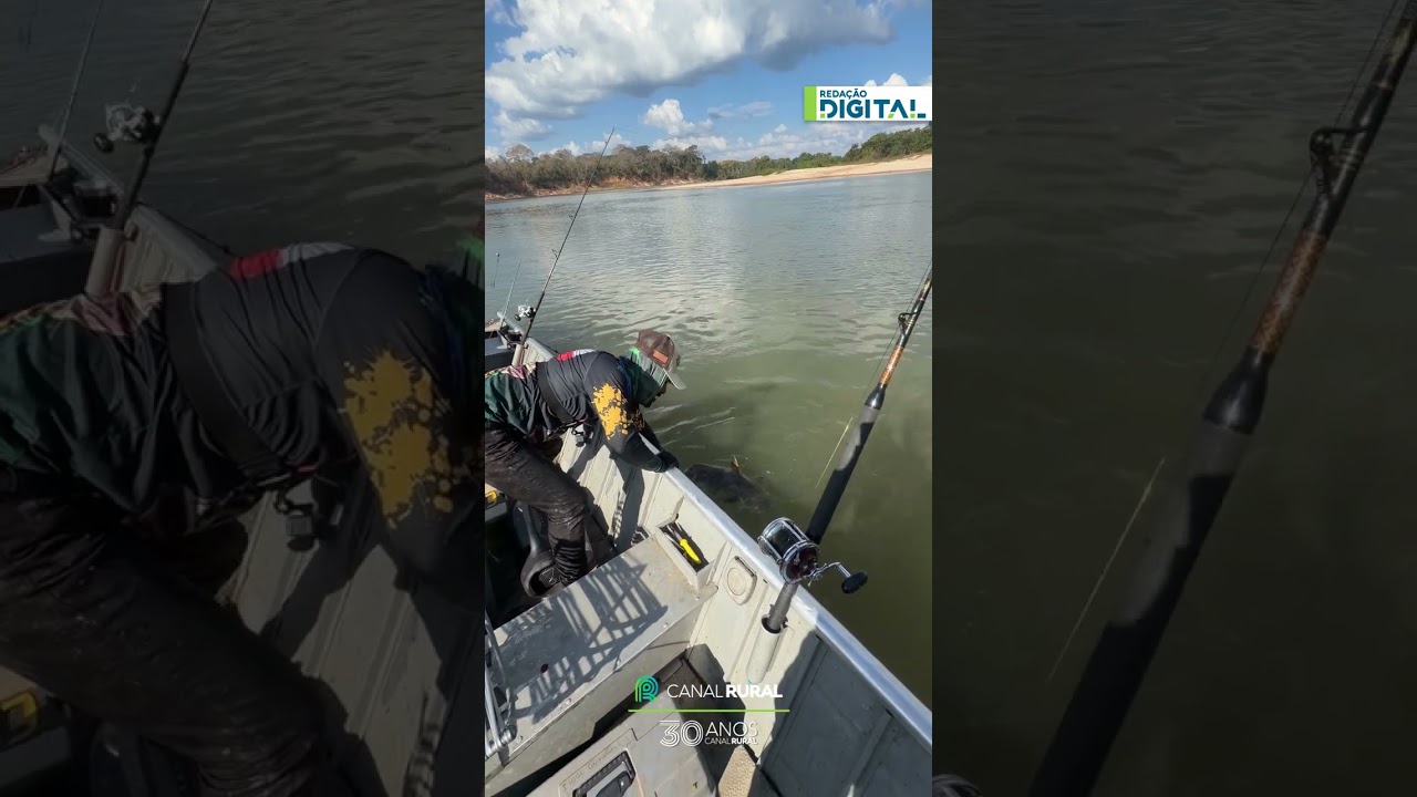 Vídeo mostra captura de grande peixe seguida de soltura no Rio Xingu