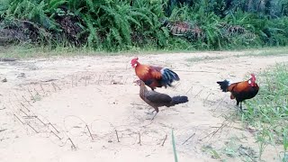 Download lagu Pikat betina ayam hutan menggunakan pikat F1 || red jungle fowl mp3