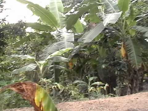 ITALO ZAPATA: "SEMANA SANTA EN ACHAGUAS"