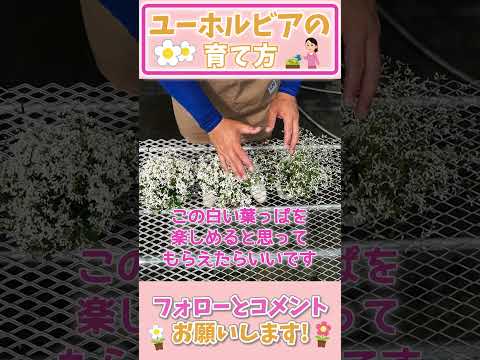 園芸 ユーフォルビア・ペンタゴナ