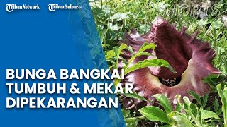 Penampakan Bunga Bangkai Tumbuh dan Mekar di Pekarangan Rumah Kos Warga di Mamuju: Bau Ayam Mati