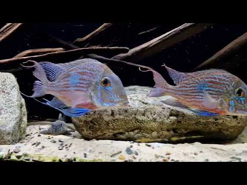 Geophagus Sveni Parana adult