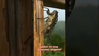 Download lagu ternyata ini yang suaranya sangat mengganggu guys mp3 Download lagu ternyata ini yang suaranya sangat mengganggu guys mp3