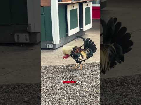 This Island Has More Chickens Than People！#foryou #shorts #chicken