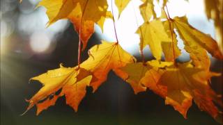 Alexi Murdoch - Song For You