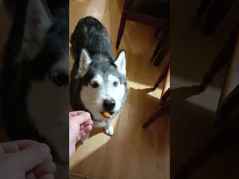 Мопс и хаски видео кузьмич
