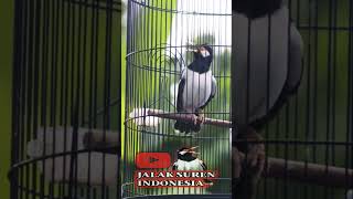 Download lagu Jalak Suren Isian #jalaksurengacor #pancinganjalaksuren #jalaksurenindonesia #jalaksuren mp3 Download lagu Jalak Suren Isian #jalaksurengacor #pancinganjalaksuren #jalaksurenindonesia #jalaksuren mp3