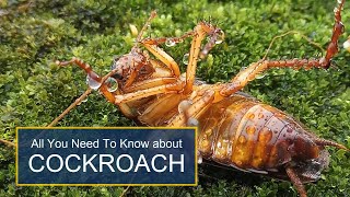 This Cockroach Survives Massive Insecticide Spray For Hours