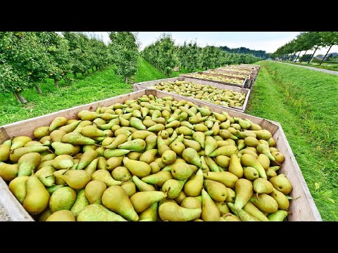Awesome Pears Cultivation Technology - Pears Farming and Harvest - Pears Processing