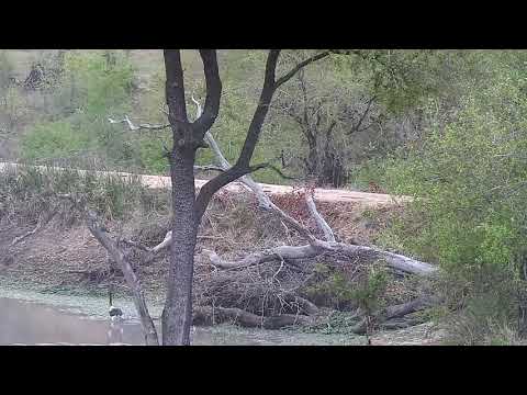 Djuma: Black-backed Jackal - 16:59 - 10/17/21