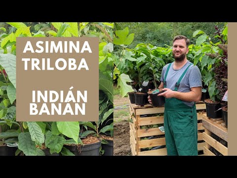 Hogyan néz ki az indián banán? | Asimina triloba - Indián banán