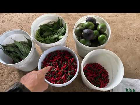 WHY DO MY PEPPERS NOT TURN RED