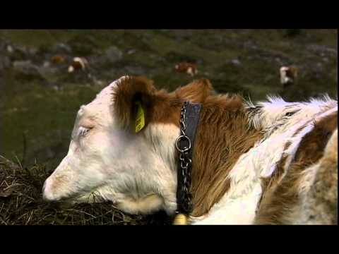 Klingendes Ahrntal Teil 1 - Umafoung