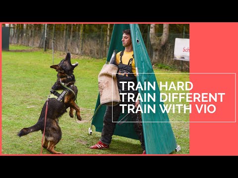 How to train your dog protection with Viorel Scinteie