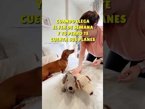 A thousand plans 😂 #shorts #reels #dachshund #viral #doglover #dog #dachshund #funnydogs #dogs