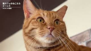 猫カフェのねこたち　猫カフェ ミーシス