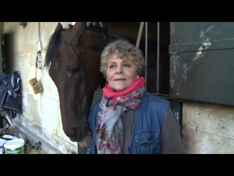 Prix de l'Arc de Triomphe 2013: Cirrus Des Aigles feature
