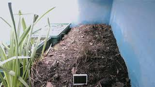 ダルマガエル観察ライブ20251003