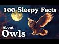 The Most Relaxing Facts About Owls To Fall Asleep To No Adverts
