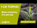 Насіння кукурудзи СІ Торіно Сингента