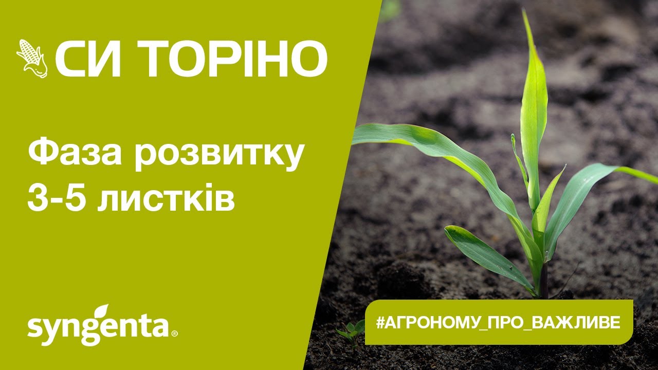 Насіння кукурудзи СІ Торіно Сингента