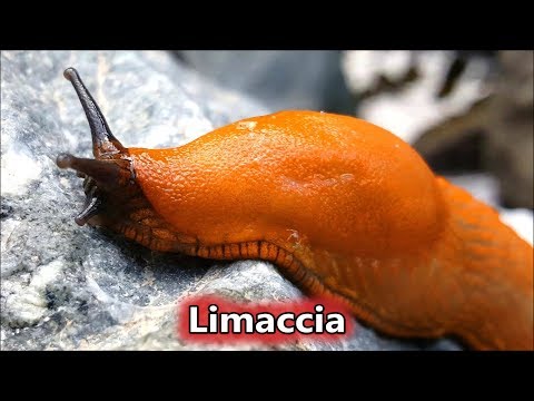 Il lyambliya è trasmesso attraverso saliva Erva di lana da vermi