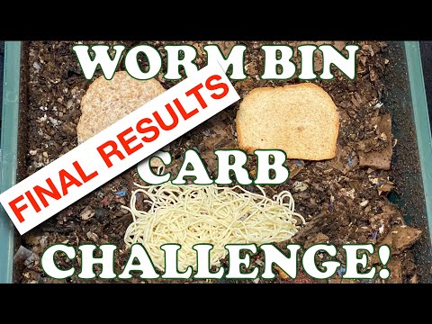 Red Wigglers Love Carbs!! 7 Days Later See Who Won In My Vermihut Vermicompost Worm Farm Worm Bin