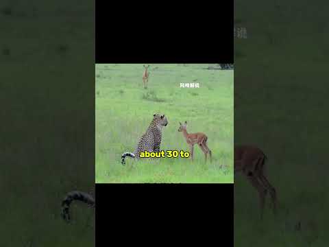 Why Didn’t the Leopard Kill the Baby Immediately?