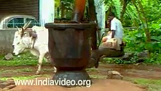 Whiling away time! or is it the burden of boredom for a bull? : Traditional Oil Press