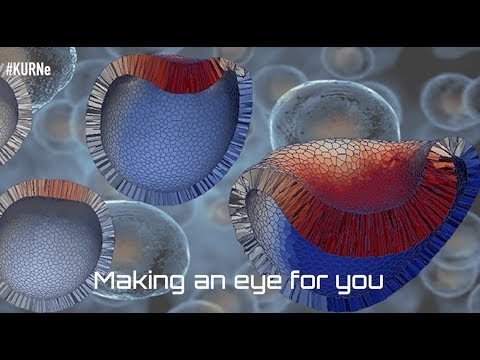 KURNe #9, Making and eye for you