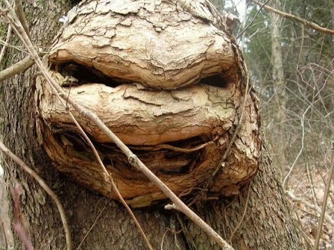Trees That Look Like Something Else And Will Make You Look Twice Video