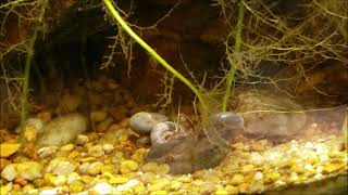 I Love My Huge Ramshorn Snails