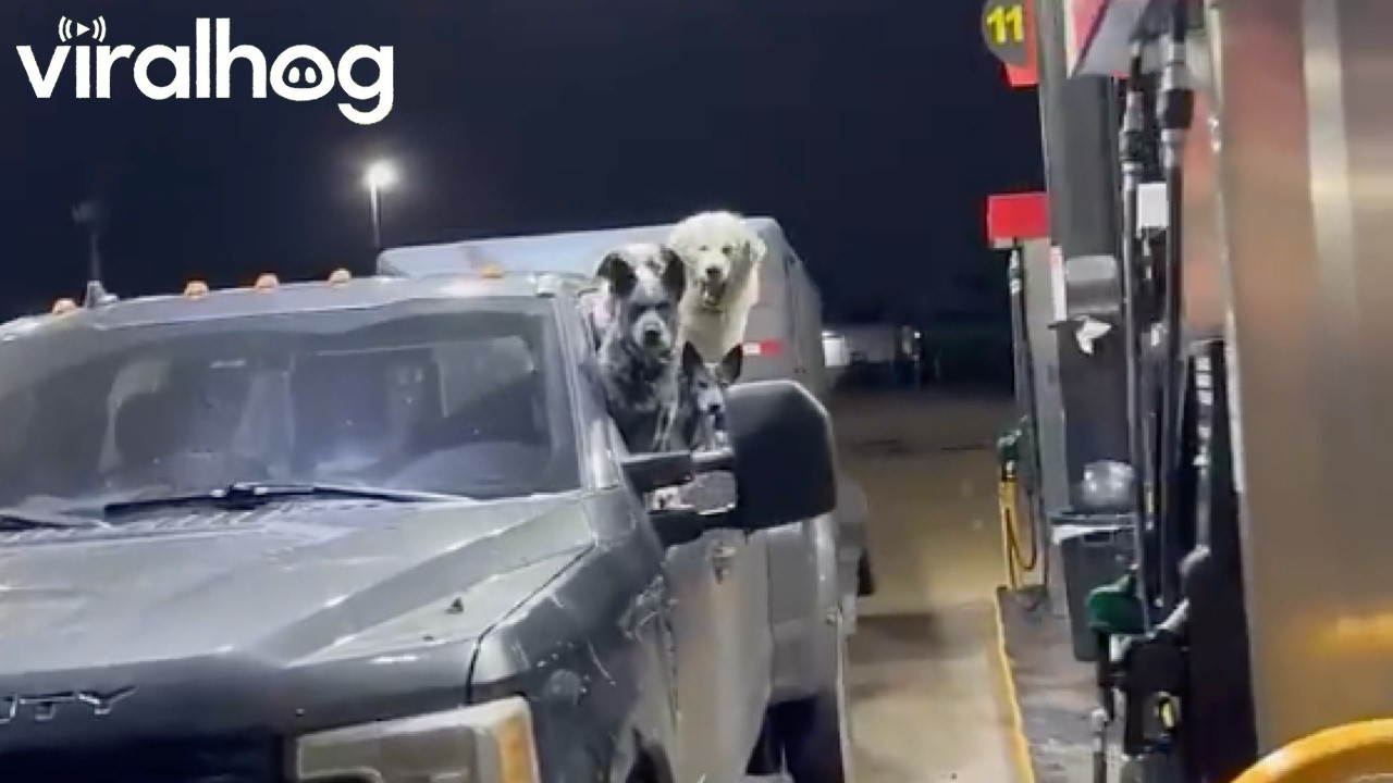 Great Pyrenees Takes Truck Security Very Seriously || ViralHog