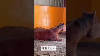 走ったり跳ねたり寝転んだり変顔したり忙しい馬 #馬 #乗馬 #北海道 #horse #牧場