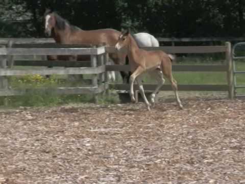 Fabian DSF (Freestyle x Oladaula) SOLD