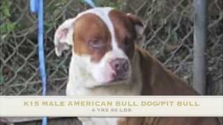 Corona Shelter Dogs May 8, 2015 Corona Shelter Dogs May 8, 2015