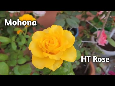 Mohona #rose at my #terracegarden