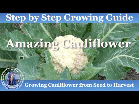 , title : 'How to Grow Cauliflower from Seed to Harvest'