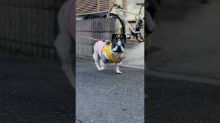 久しぶりの朝活でご機嫌なフレブル✨カメラ目線の大サービスでした😂