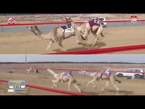 ش 4 (الفارس) لـ هجن الشحانية 7:12:72 ، ختامي المرموم 2026/03/26 لقايا