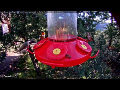 Male Lucifer Hummingbird Visits Feeder