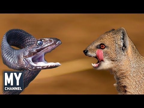 En İnanılmaz 10 Hayvan Kavgası - (Most Amazing 10 Animal Fight)