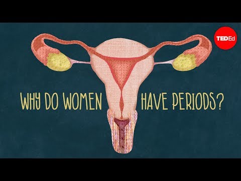 Why do women have periods
