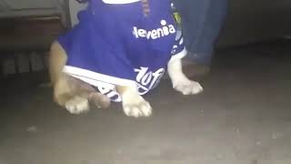 Download lagu VIKING ANJING mp3