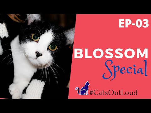 Blossom Special (Part-01) | Funny Cat Videos 2020 | ep-03 | catsoutloud24