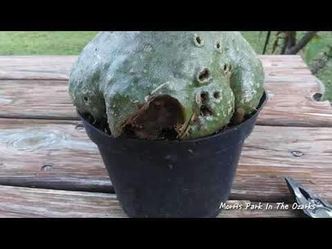 Unusual Ant Plant in a tree Update